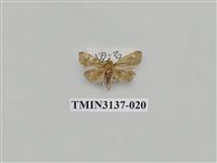 藏品(螟蛾265)的圖片